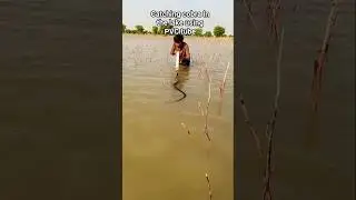 catching cobra in the lake using PVC tube #reels #shorts #cat #wildlife #cobra #snakes #animals
