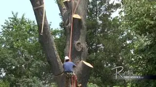 Tree Removal using Crane in Chester County Pa by Rick's Tree Service (610)358-1953