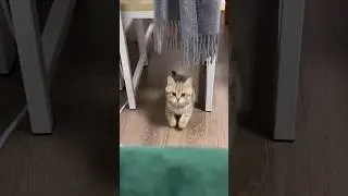 cute baby cat jumping|s&uuml;&szlig;e Babykatze springt #cat #shortsvideo #shortvideo #katzen #viral #viralreel