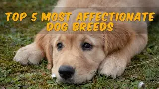 Discover the Top 5 Most Affectionate Dog Breeds and Their Endearing Characteristics