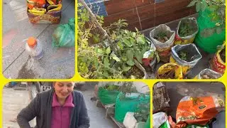 प्लास्टिक  बैग  को फेंकने  से पहले यह देखें#terrecegarden #gardening 