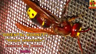 &ldquo;ORIENTAL HORNET&rdquo; Entered My Home. &ldquo;Vespa orientalis&rdquo; In My Home. Wasp. 