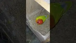 Making Nest 🤩😅 | #vlog #lovebirds #parrot #lovesigns #trending #shorts #reels #reelsindia #india