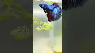 Metal Blue Black and Red Fighting Fish|Over Half Moon Rose Tail Betta Fish|Fighter Fish #shorts