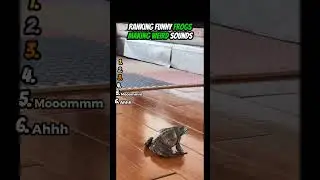 Ranking Funny Frogs Make Weird Sounds #funnyfrog #viralfrog #frogs
