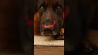 Lipstick Prank: Duck Vandalizes Sleeping German Shepherd | Funny Animal Short | CCTV Clip