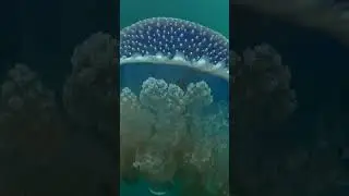 Close-Up #shorts #jellyfish #underwater