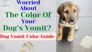 Worried About The Color Of Your Dog&rsquo;s Vomit? Dog Vomit Color Guide