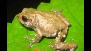 Raorchestes bombayensis