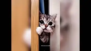 Binge-Worthy Cat Chaos 😹 Funniest Naughty Cats You&rsquo;ll See Today #catvideos #funny #comedy