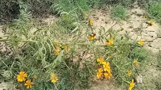 flowers growings