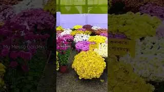 Crysanthemum at Bidhan Sabha Annual Flower Show, Kolkata