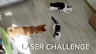 Cats VS Dog (LASER CHALLENGE)