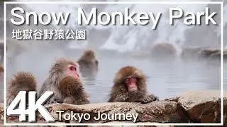 [4K] Snow Monkey Park Walk - The only park in the world where wild monkeys take a hot spring bath
