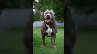 ОТКРЫТ ДЛЯ ВЯЗКИ #американскийбулли #dog #anime #music #remix