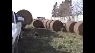 Ag Shield Multi Trailer for Round Bales and Testimonial