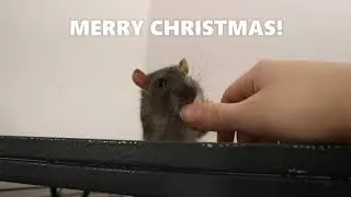 CAGE TOUR | CHRISTMAS THEMED| DEC 2020