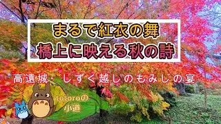 まるで紅衣の舞～橋上に映える秋の詩～高遠城・しずく越しのもみじの宴～#高遠城址公園  #高遠城紅葉  #もみじ祭り