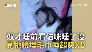 奴才睡前看貓咪睡了沒　見牠臉埋毛巾睡超爽XD