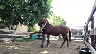 Is it okay to let your horse rub on you?