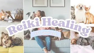 Animal Reiki Healing | Distance Reiki Session for Pets 🐶🐱