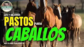 Pastos para  Caballos en clima caliente 🐴🌿 #caballos #trochaygalopecolombiano