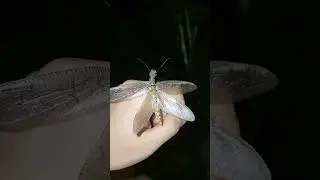 Giant dobsonfly in Brazil
