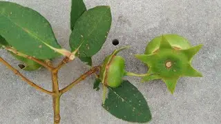 Fruit of the ocean - Eating Mangrove apple (Sonneratia caseolaris) in Borneo