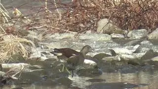 Y0076　Oita River　Breakfast　Common Moorhen