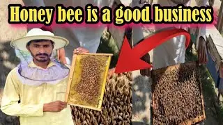 Honey bee is good business 🐝🐝