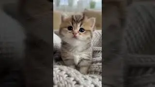 The fluffiest tail in the history of Purr Dash #Shorts #Kitten #PurrDash #CuteCats