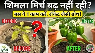🫑 शिमला मिर्च बढ़ नहीं रही? बस ये 1 काम करें, रॉकेट जैसी ग्रोथ! | Capsicum Plant Growth Booster Tips