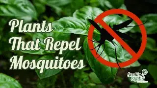 10 Beginner-Friendly Plants That Repel Mosquitoes