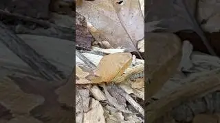 Safe relocation of a very Gravid (Pregnant) female Copperhead