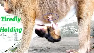 Ah Pitiful Look!, Baby Just Born For About 4 Tries Hard To Hold Mother's Chest Almost Falls