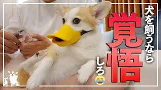 【毎回だぞ？】犬を飼うなら覚悟しないといけない爪切りの大変さを教えてくれるコーギー