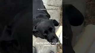 Labradors Greet Dad With ADORABLE Wiggles! 🥰