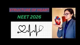 Human Heart Structure Explained with Diagram | Easy Biology
