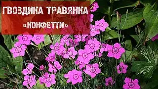 ГВОЗДИКА ТРАВЯНКА 'КОНФЕТТИ'