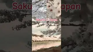 Cherry Blossoms are blooming soon #japan #japantravel #travel #flowers #spring #travelvlog #sakura