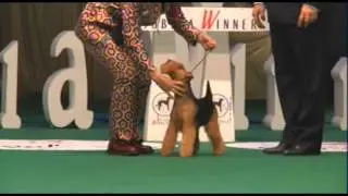 Insubria Winner 2012 - Best In Show