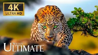 Ultimate Wildlife Watching 4K 🐾 Discovery Relaxation with Real Nature Sounds & Gentle Piano