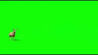 walking deer green screen HD quality
