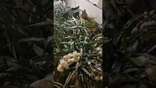 ATTENZIONE: PROTEGGETE I VOSTRI CYMBIDIUM #short #plants