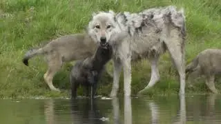 National Geographic Live - Doug Smith: Wild Wolves of Yellowstone | Live at Roy Thomson Hall