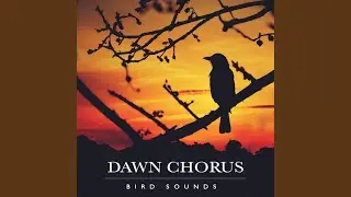 Melodic Birds