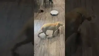 Our puppy HATES the roomba #shorts #animals