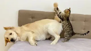 Poor Golden Retriever Attacked by Playful Cat!!