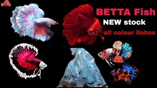💥NEW STOCK BETTA FISH / new better tank/Betta fish unboxing/all colour fighter fish🐟🐠