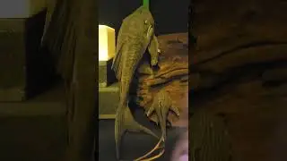 #plecodude #panaque #pleco #aquarium #fishtank #fish #plecostomus #rarefish #tropicalfish #catfish